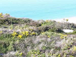 Belle promenade sur le Cap d'Erquy pour découvrir la lande fleurie qui domine la mer.