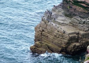 L'îlot de la Fauconnière abrite une des plus belles colonies d'oiseaux de mer : Goélands argentés, mouettes, cormorans huppés, petits pingouins...